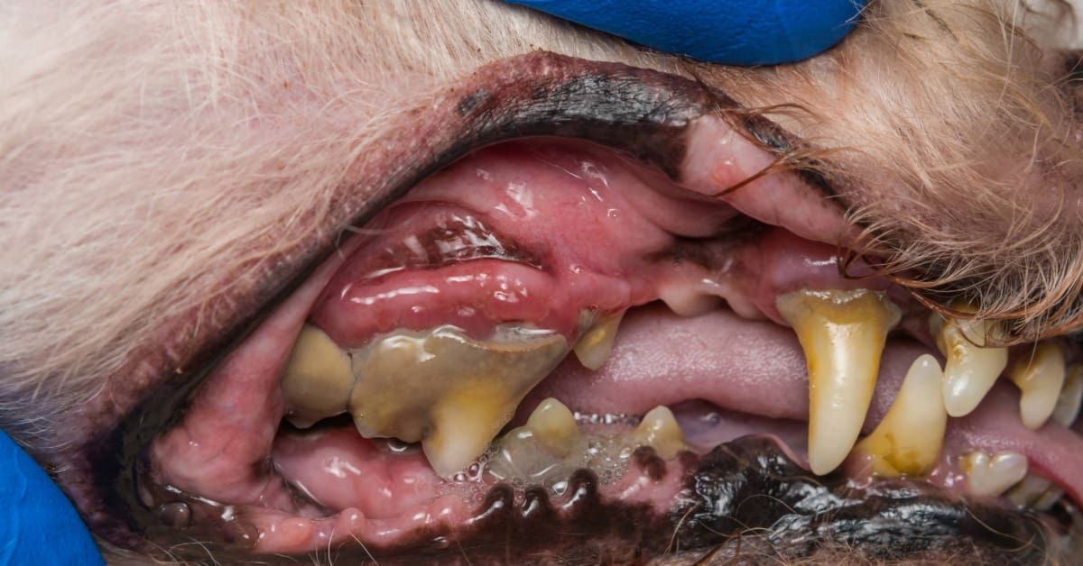 Close da boca de um cão com muito tártaro nos dentes e gengiva inflamada